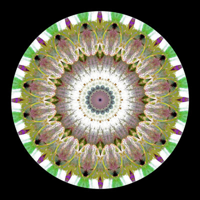 Enhanced kaleidoscope created with a picture of an artichoke