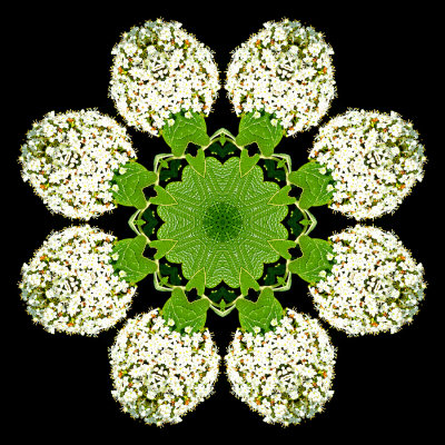Kaleidoscope created with a blooming bush seen at the river in May