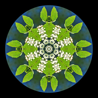 Kaleidoscope created with a blooming bush seen at the river in May