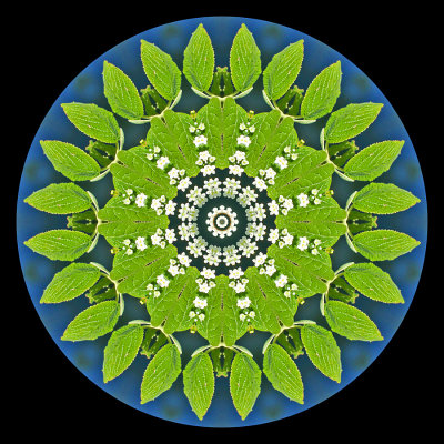 Kaleidoscope created with a blooming bush seen at the river in May