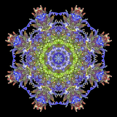 Kaleidoscope created with a wild flower seen in the forest in May