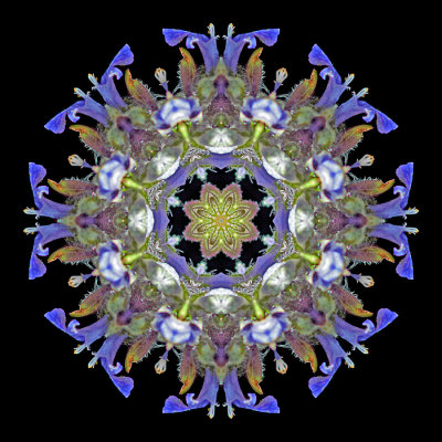 Kaleidoscope created with a wild flower seen in the forest in May