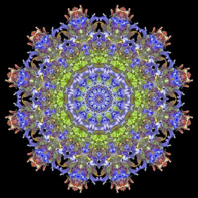 Kaleidoscope created with a wild flower seen in the forest in May