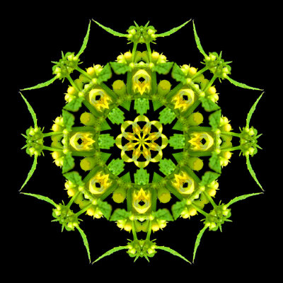 Kaleidoscope created with a wild flower seen in the forest in May