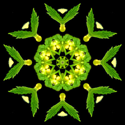 Kaleidoscope created with a wild flower seen in the forest in May