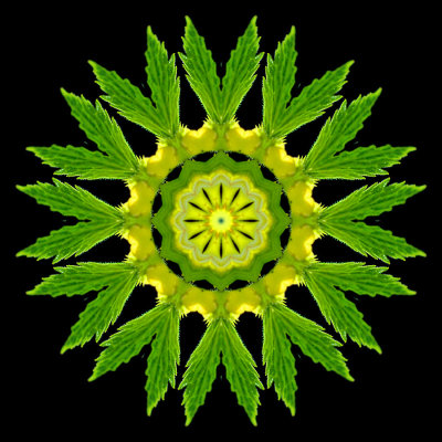 Kaleidoscope created with a wild flower seen in the forest in May