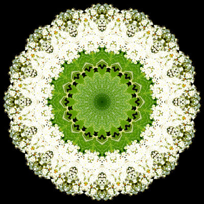 Evolved kaleidoscope created with a blooming bush seen at the river in May