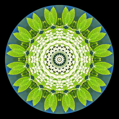 Evolved kaleidoscope created with a blooming bush seen at the river in May