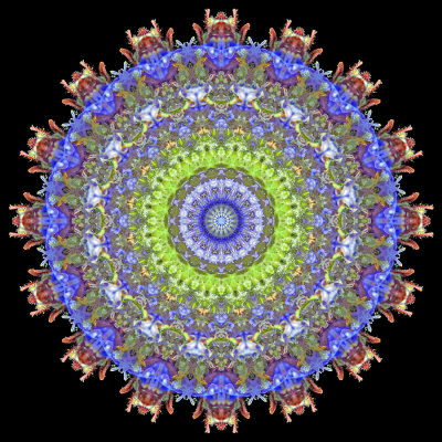 Evolved kaleidoscope created with a wild flower seen in the forest in May