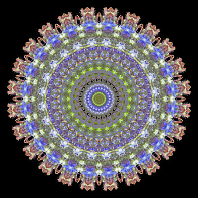 Evolved kaleidoscope created with a wild flower seen in the forest in May
