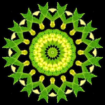 Evolved kaleidoscope created with a wild flower seen in the forest in May