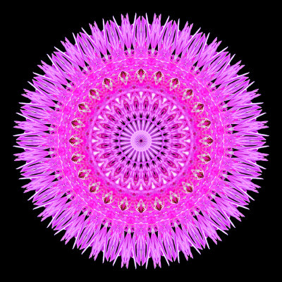 Evolved kaleidoscope created with a wild flower seen in May