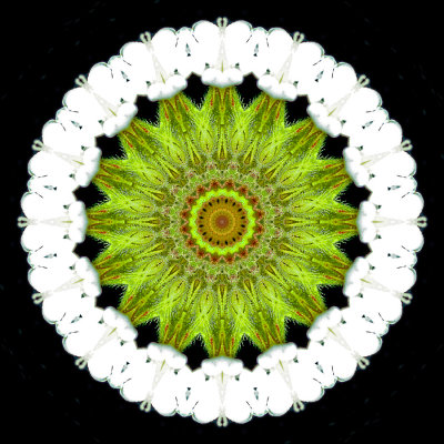 Evolved kaleidoscope created with a wild flower seen in May