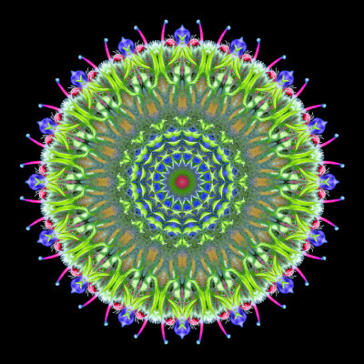 Evolved kaleidoscope created with a wild flower seen in May