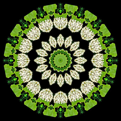 Enhanced kaleidoscope created with a blooming bush seen in May