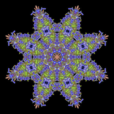 Enhanced kaleidoscope created with a wild flower seen in May