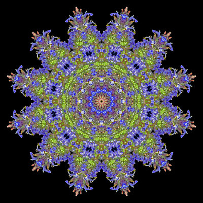 Enhanced kaleidoscope created with a wild flower seen in May