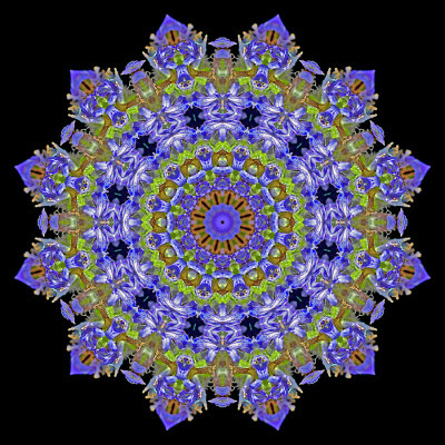 Enhanced kaleidoscope created with a wild flower seen in May
