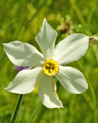 Narcissus poeticus - a wild flower seen in the alpine area in eastern and western Switzerland in May