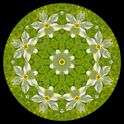 Kaleidoscope created with a wild narcissus poeticus