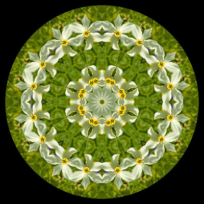 Kaleidoscope created with a wild narcissus poeticus