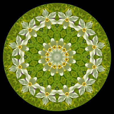 Kaleidoscope created with a wild narcissus poeticus