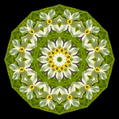 Kaleidoscope created with a wild narcissus poeticus