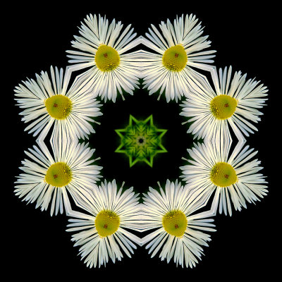 Kaleidoscope created with a small wild flower in May