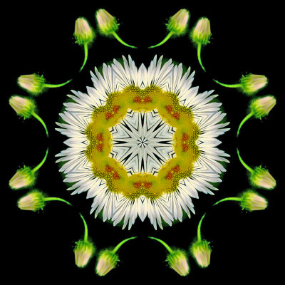 Kaleidoscope created with a small wild flower in May