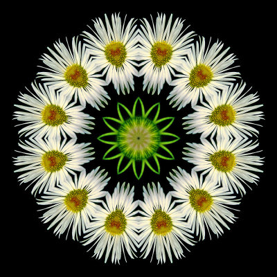 Kaleidoscope created with a small wild flower in May