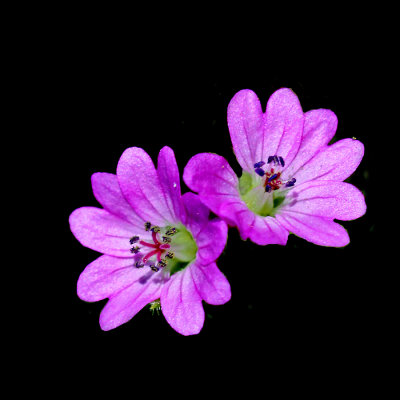 A pair of wild flowers seen in May