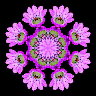 Kaleidoscope created with a pair of wild flowers seen in May