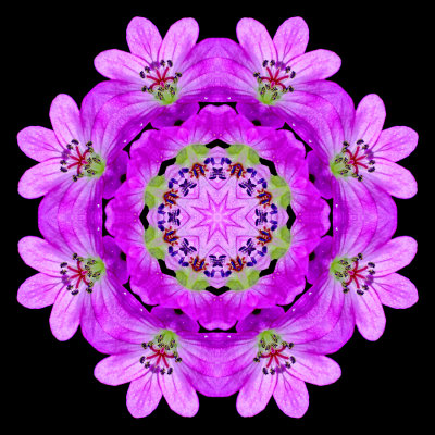 Kaleidoscope created with a pair of wild flowers seen in May