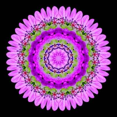 Kaleidoscope created with a pair of wild flowers seen in May