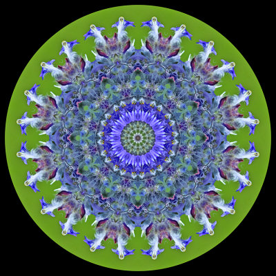 Kaleidoscope created with a wild flower seen in the forest in May