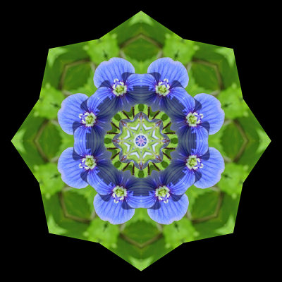 Kaleidoscopic picture created with a small blue wild flower seen on 28 May