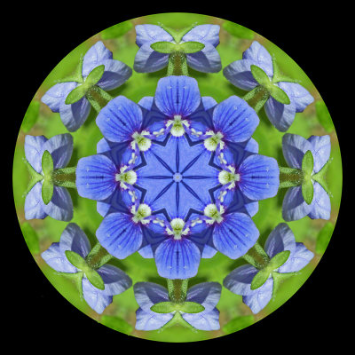 Kaleidoscopic picture created with a small blue wild flower seen on 28 May