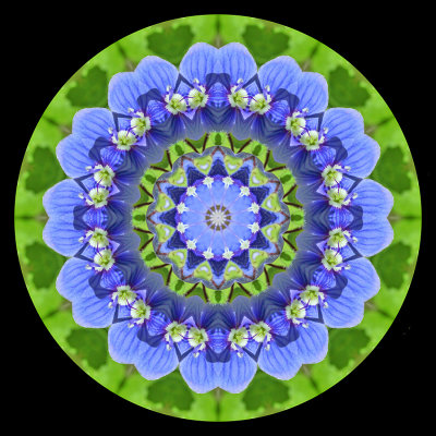Kaleidoscopic picture created with a small blue wild flower seen on 28 May