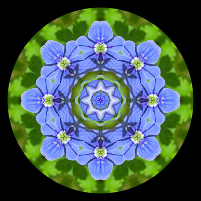 Kaleidoscopic picture created with a small blue wild flower seen on 28 May