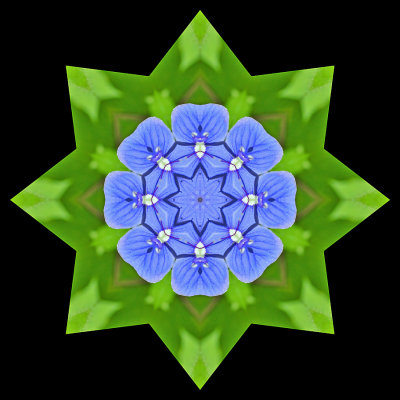 Kaleidoscopic picture created with a small blue wild flower seen on 28 May