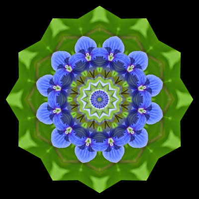 Kaleidoscopic picture created with a small blue wild flower seen on 28 May