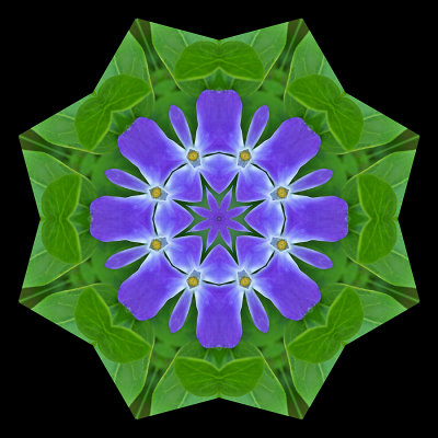 Kaleidoscopic picture created with a wild flower seen on 29th May