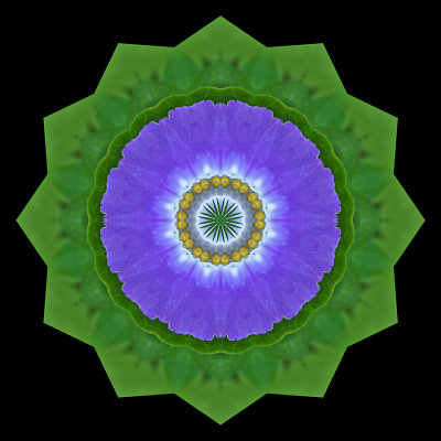 Kaleidoscopic picture created with a wild flower seen on 29th May