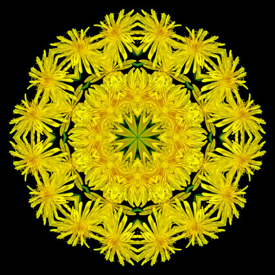 Kaleidoscopic picture created with a wild flower seen in late May