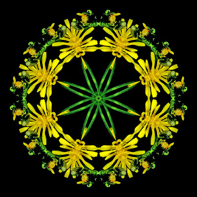 Kaleidoscopic picture created with a wild flower seen in late May