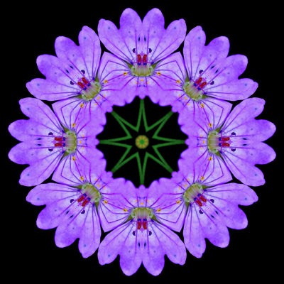 Kaleidoscopic picture created with a wild flower seen in late May