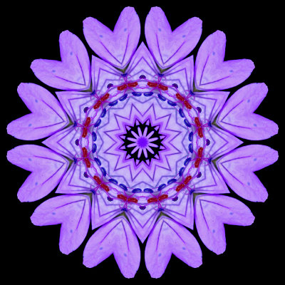 Kaleidoscopic picture created with a wild flower seen in late May