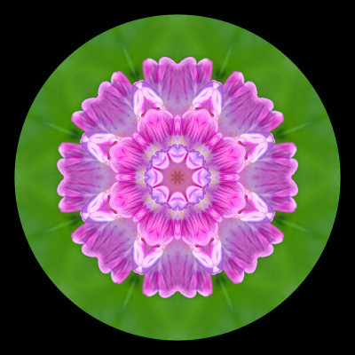 Kaleidoscopic picture created with a small wild flower seen in late May