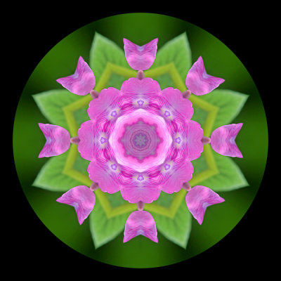 Kaleidoscopic picture created with a small wild flower seen in late May