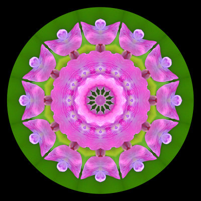 Kaleidoscopic picture created with a small wild flower seen in late May
